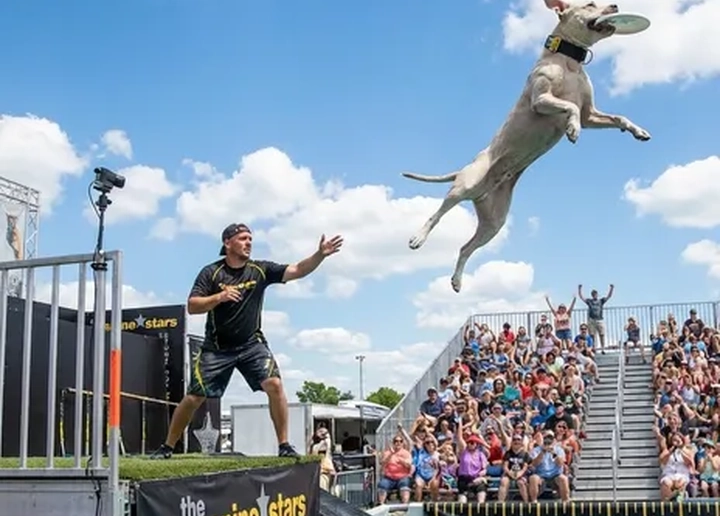 The Canine Stars Stunt Dog Show