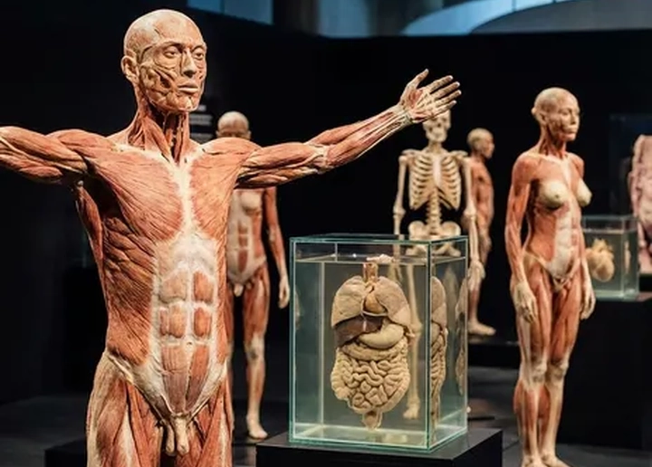 Bodies: The Exhibition (Multiple Dates and Times)